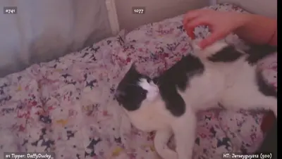 MyFreeCams Relax_ thumbnail